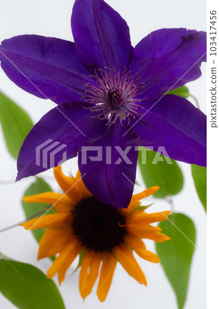 鐵線蓮 Purple Tessen Flower Cut Flower May 103417456