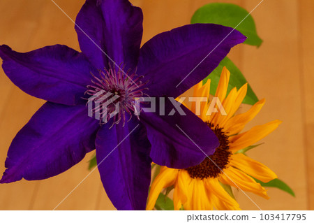 鐵線蓮 Purple Tessen Flower Cut Flower May 103417795