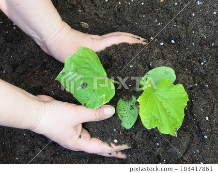Planting plants, close-up of hands with a cucumber seedling, a gardener planting seedlings on a bed. 103417861