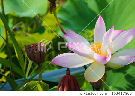 小蓮花 小蓮花 103417866