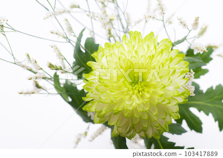 Mum chrysanthemum white background card postcard 103417889