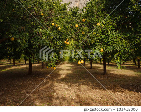 garden with oranges near the city of Antalya, Turkey 103418000