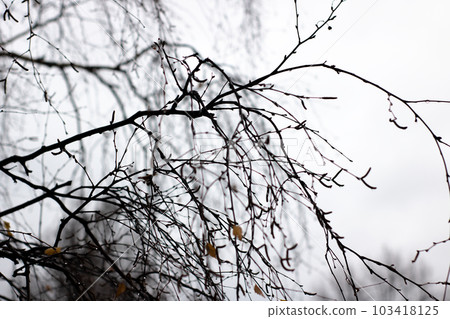 Black tree branches on white sky background 103418125