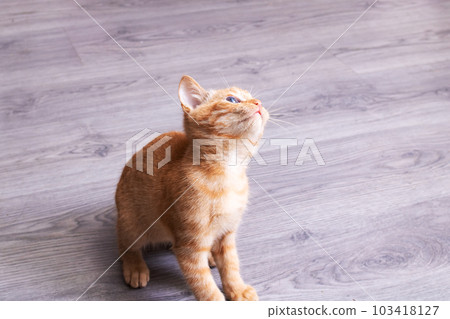 Small ginger kitten on a wooden floor 103418127