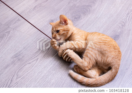 Little kitten playing with a toy on a rope 103418128