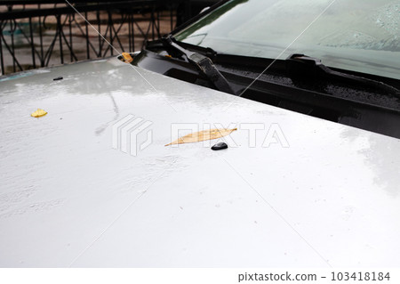 Yellow autumn leaves on the hood of the car Yellow autumn leaves on the hood of the car 103418184