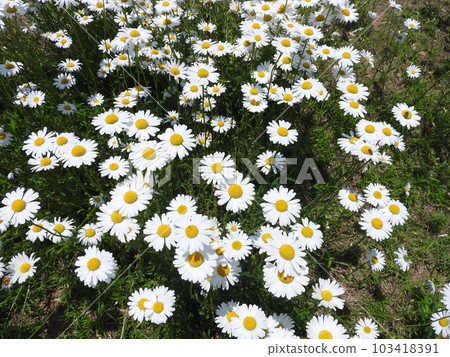 瑪格麗特盛開 瑪格麗特盛開 103418391