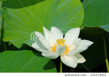 古蓮花 古蓮花 103418401