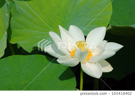 古蓮花 古蓮花 103418402