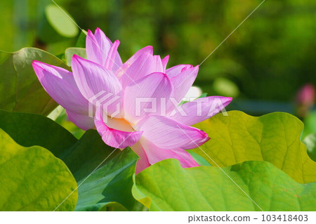 古蓮花 古蓮花 103418403