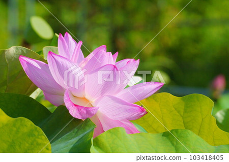 古蓮花 古蓮花 103418405