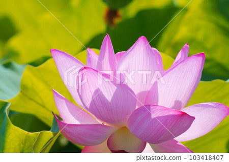 Ancient lotus Ancient lotus 103418407