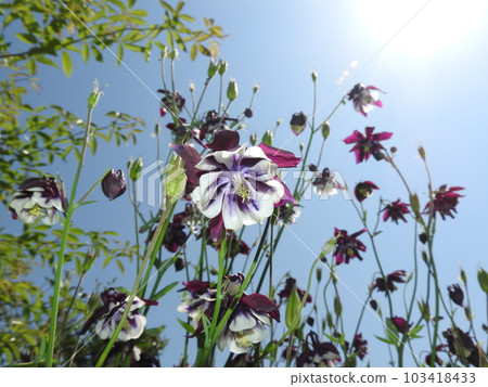 哥倫拜恩花 103418433