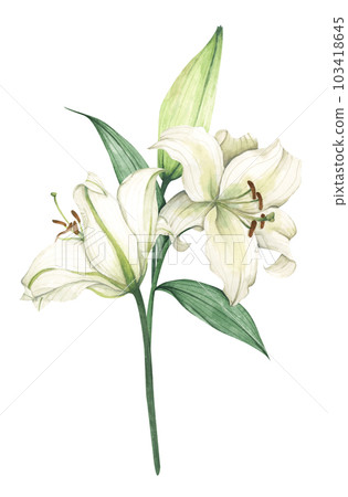 White lily. Floral bouquet. Watercolor illustration. White lily. Floral bouquet. Watercolor illustration. 103418645