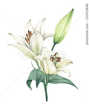 White lily. Floral bouquet. Watercolor illustration. 103418646