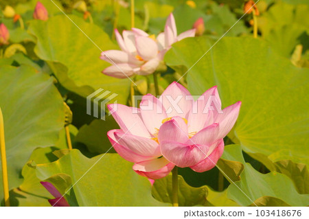 Ancient lotus 103418676