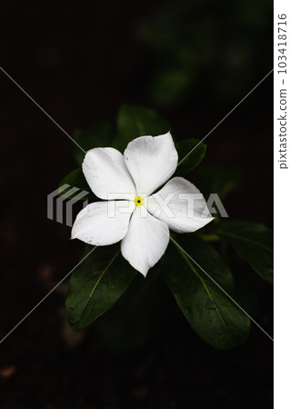 漂亮的長春花開花 漂亮的長春花開花 103418716