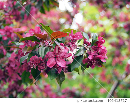 Blooming decorative apple tree close-up. Floral background, spring purple flowers. Blooming decorative apple tree close-up. Floral background, spring purple flowers. 103418717
