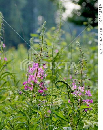 Cypress perennial purple flowers, beautiful nature. Cypress perennial purple flowers, beautiful nature. 103418719