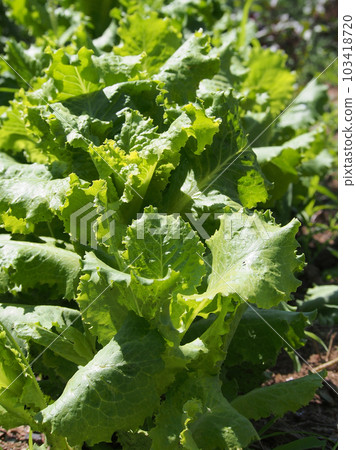 Fresh greens of lettuce leaves growing in the garden, close-up. Natural products, the concept of healthy nutrition. Fresh greens of lettuce leaves growing in the garden, close-up. Natural products, the concept of healthy nutrition. 103418720