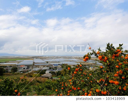 熊本縣玉名市天水橘子山冬季風光 熊本縣玉名市天水橘子山冬季風光 103418909