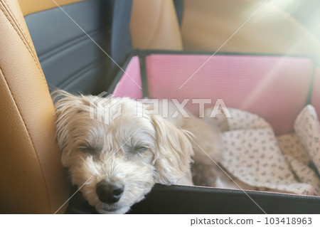 Driving with a dog A dog sleeping in a car Driving with a dog A dog sleeping in a car 103418963