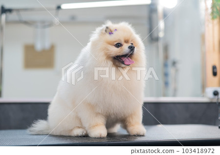 Beautiful Pomeranian after a haircut in a grooming salon. 103418972