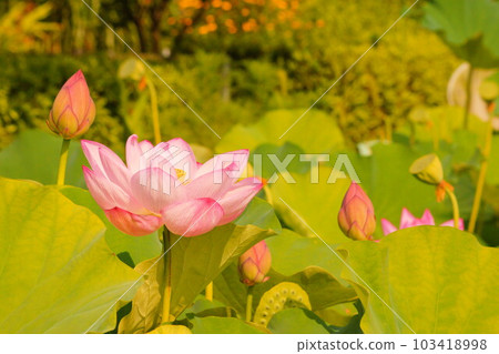 古蓮花 古蓮花 103418998