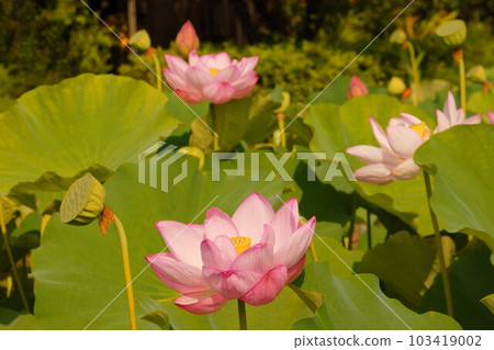 Ancient lotus Ancient lotus 103419002