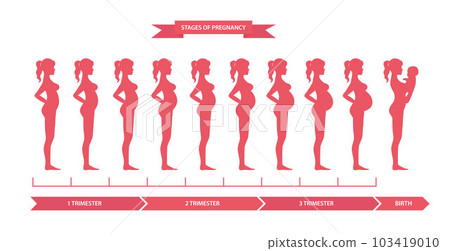 Pregnant woman, stages of pregnancy 103419010