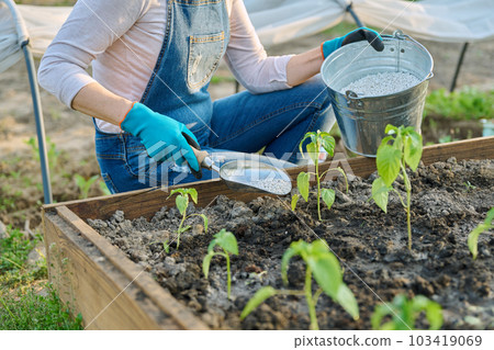 Woman fertilizing pepper seedlings with complex mineral fertilizer 103419069