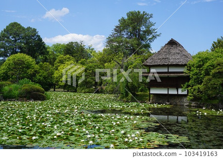 Shurakuen, a circuit-style Japanese garden in Tsuyama City, Okayama Prefecture: When the water lilies are in full bloom 103419163