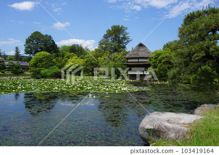 Shurakuen, a circuit-style Japanese garden in Tsuyama City, Okayama Prefecture: When the water lilies are in full bloom 103419164