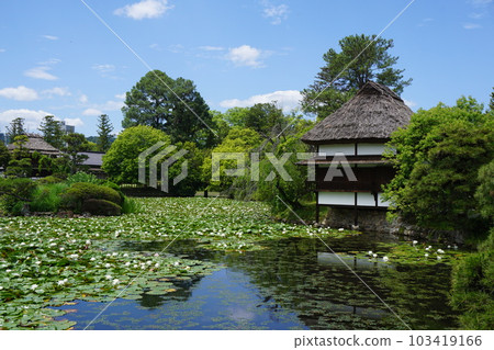 岡山縣津山市的循環式日式庭園舒樂園：睡蓮盛開時 103419166