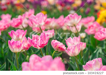 Tulip/Spring image 103419227