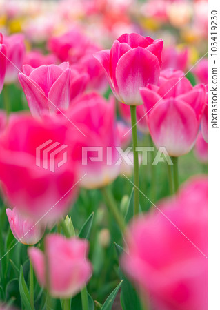 Tulip/Spring image 103419230