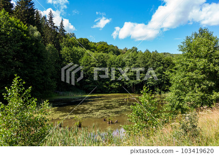 A swampy old pond in a picturesque area A swampy old pond in a picturesque area 103419620