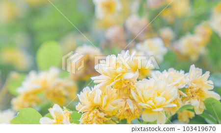 Yellow flower Mokko rose 103419670