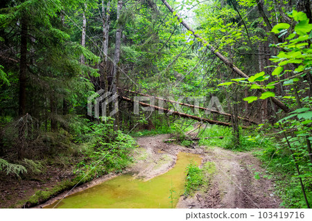 Forest road with puddles and windbreak 103419716