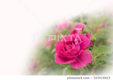 Pink rose flowers Pink rose flowers 103419923