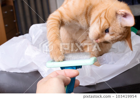 Kitten plays with a slicker close up Kitten plays with a slicker close up 103419954