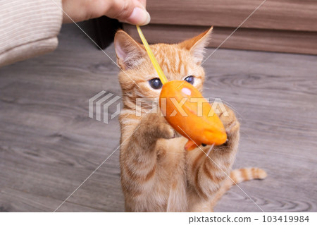 Ginger kitten playing with a cat toy Ginger kitten playing with a cat toy 103419984