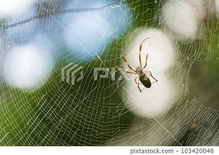 Impressive yellow and black spider in the center of its web Impressive yellow and black spider in the center of its web 103420046