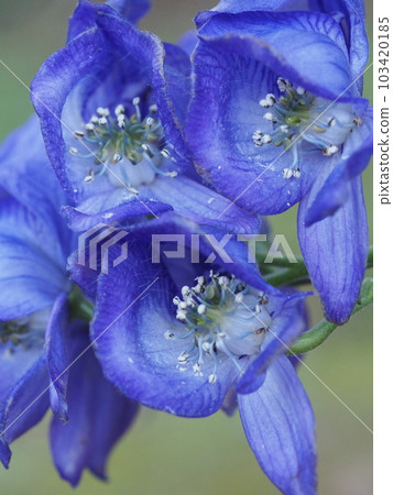 花烏頭 carmichaelii 花烏頭 carmichaelii 103420185