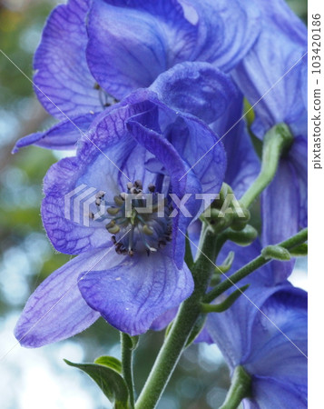 花烏頭 carmichaelii 103420186