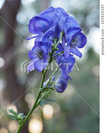 花烏頭 carmichaelii 103420187