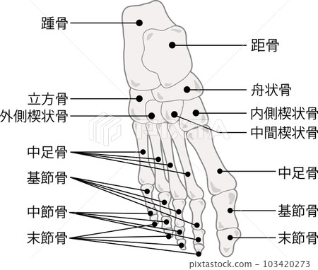 Foot bone with name 103420273