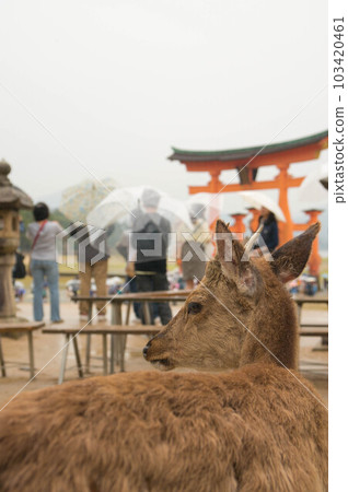 Hiroshima Rainy Itsukushima shrine Otorii and tourists and wild deer Hiroshima Rainy Itsukushima shrine Otorii and tourists and wild deer 103420461