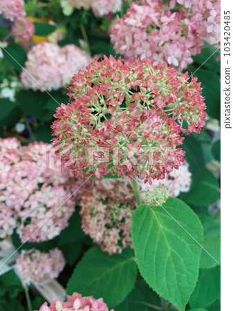 hydrangea pink annabelle hydrangea pink annabelle 103420485