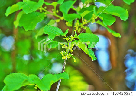 Small white thorn flowers (spring, April) Small white thorn flowers (spring, April) 103420554